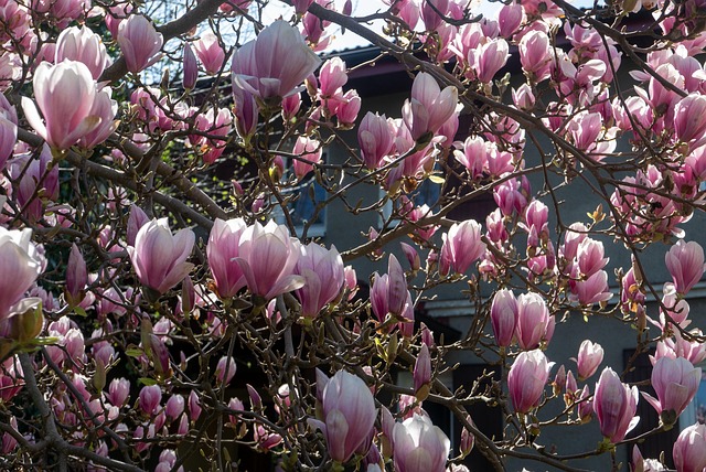 Free Magnolia Flowers photo and picture