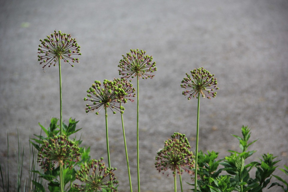 wild-garlic-7339813_960_720.jpg