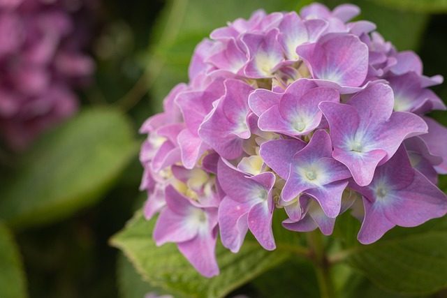Free Hydrangea Flowers photo and picture