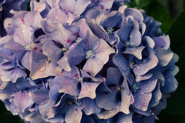 Free Flower Hydrangea photo and picture