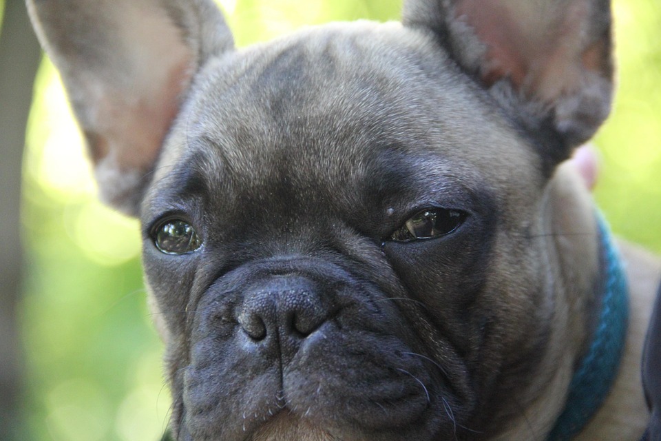 Französische Bulldogge Hund Kostenloses Foto auf Pixabay
