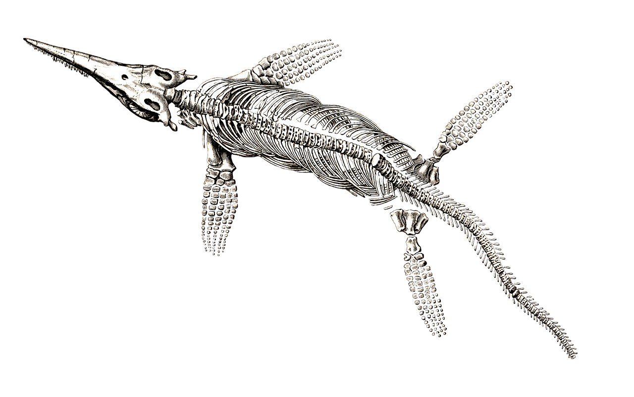 Ichthyosaurus Skeleton