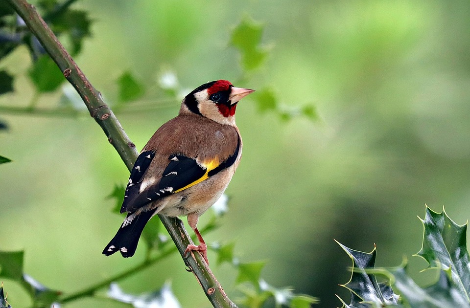goldfinch-7340082_960_720.jpg