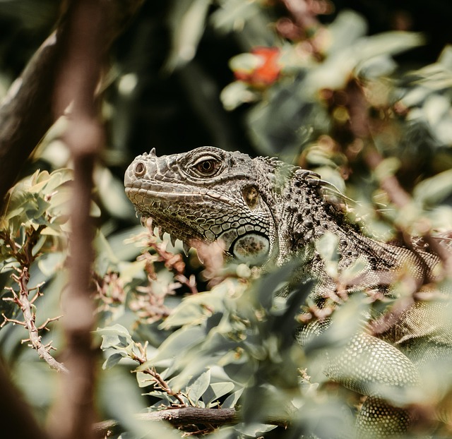 Free Iguana Reptile photo and picture
