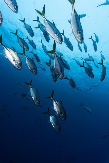 Free Underwater Fish photo and picture