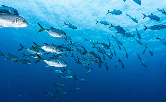 Free Underwater Fish photo and picture