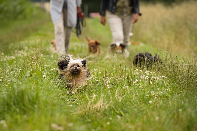 dog walking summer leash park