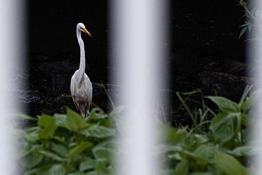 Storch, Vogel, Wasservögel