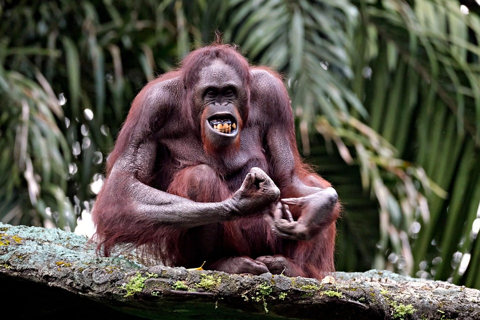 orangutan-7340957_960_720.jpg