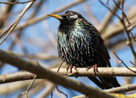 Free Nature Bird photo and picture