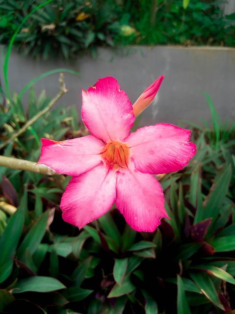 Free Flower Petals photo and picture