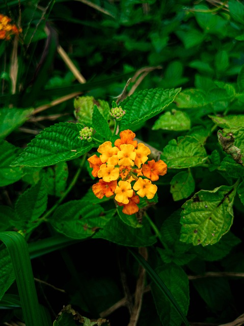 Free Flower Blossom photo and picture