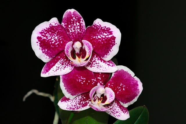 Free Orchid Flower photo and picture