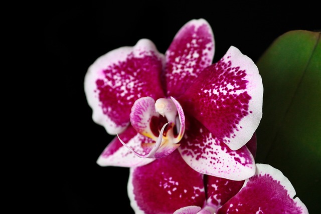 Free Orchid Flower photo and picture
