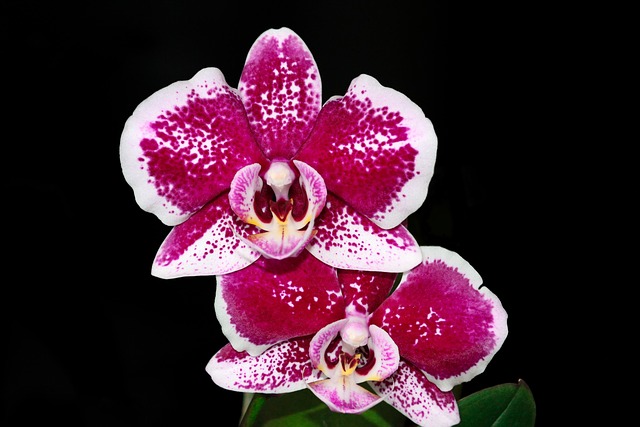 Free Orchid Flower photo and picture