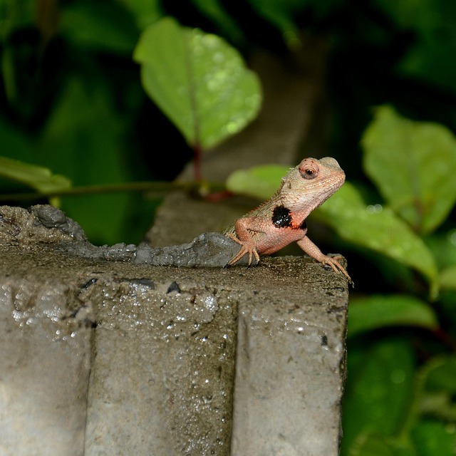 Lizard Reptile Rock Sitting In The Free photo on Pixabay Pixabay