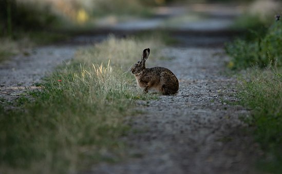 Sendero Rabbit Rabbit Path Animal - Free photo on Pixabay