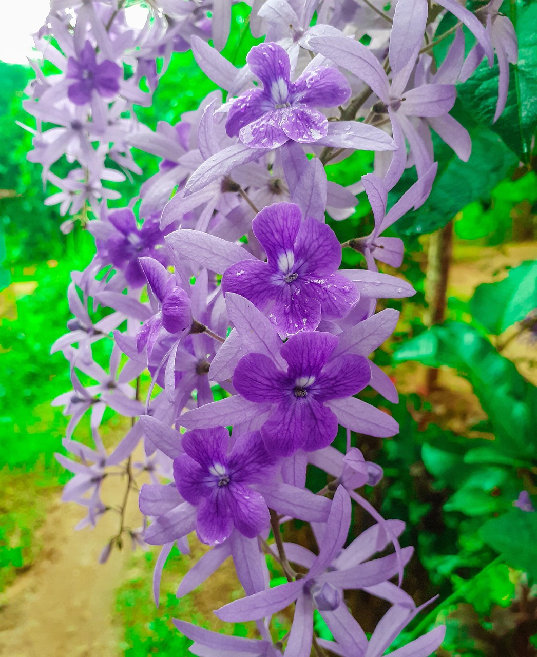 Naturaleza Flores Petrea Volubilis Foto Gratis En Pixabay Pixabay Naturaleza Flores Petrea Volubilis Foto Gratis En Pixabay Pixabay