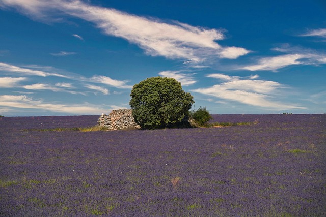 Brihuega, Lavanda, Guadalajara, Natureza