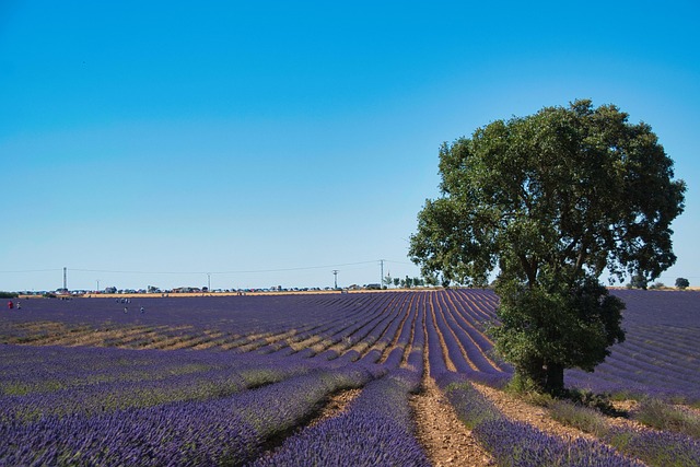 Brihuega, Lavanda, Guadalajara, Natureza