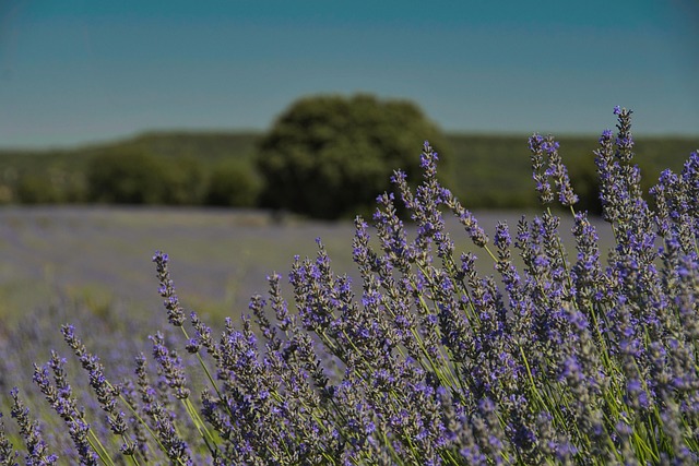 Brihuega, Lavanda, Guadalajara, Natureza