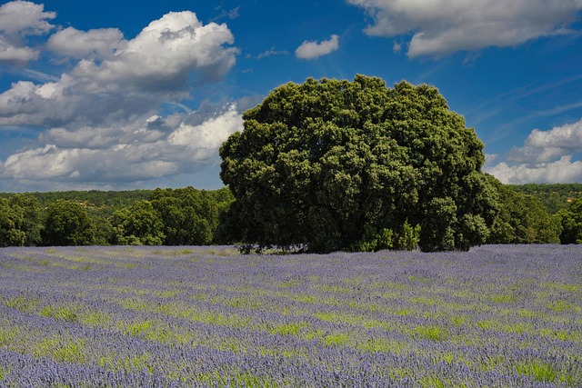 Brihuega, Lavanda, Guadalajara, Natureza