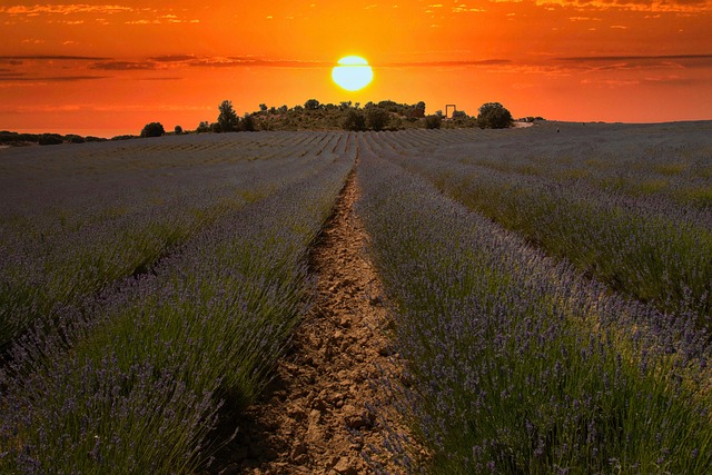 Brihuega, Lavanda, Guadalajara, Natureza