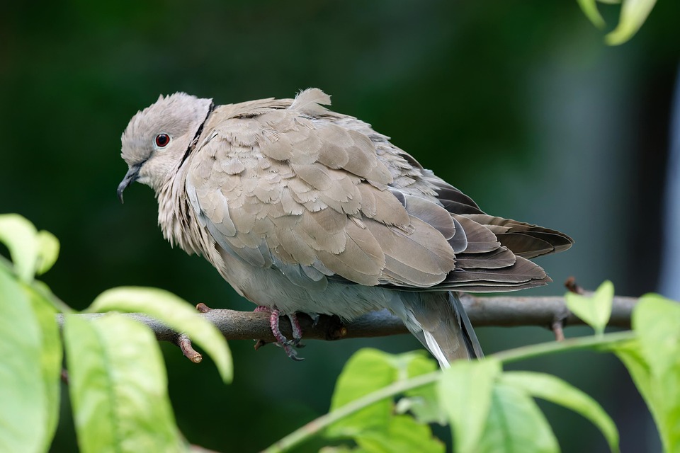 bird-7341474_960_720.jpg