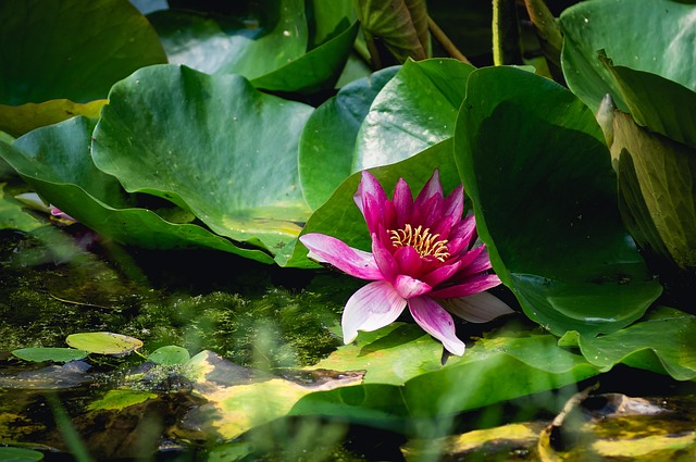 Lírio, Nenúfar, Flor Rosa, Flor