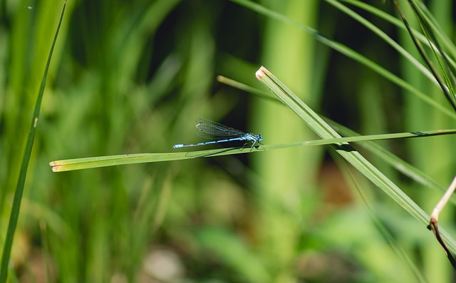 Libélula, Inseto, Plantas, Fauna, Flora