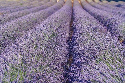champ lavande provence fleurie