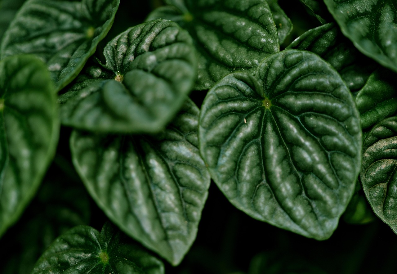 Watermelon Peperomia Leaves - Free photo on Pixabay - Pixabay