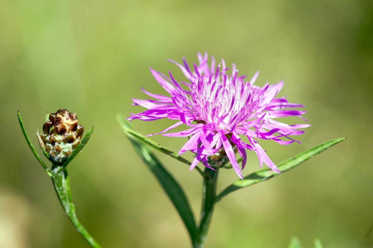 Flor Mala Hierba Planta Ornamental Foto Gratis En Pixabay Pixabay