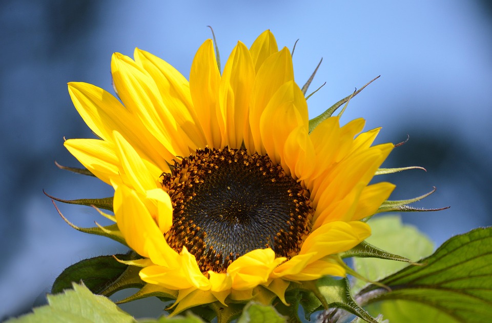 sunflower-yellow-flower-free-photo-on-pixabay-pixabay