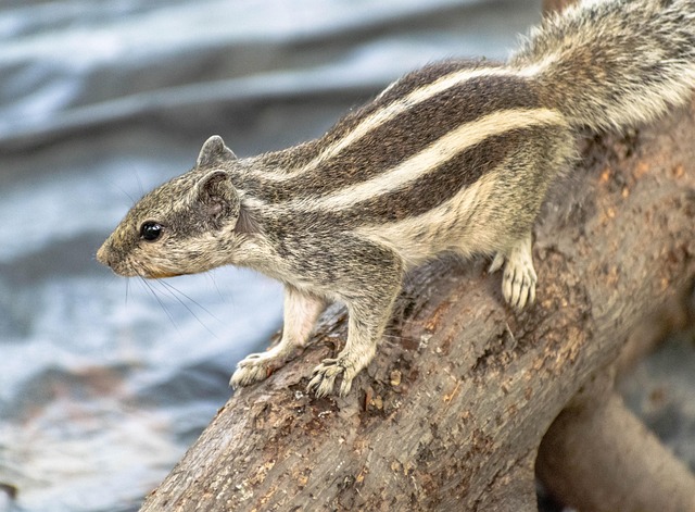 Squirrel Rodent Wildlife - Free photo on Pixabay - Pixabay