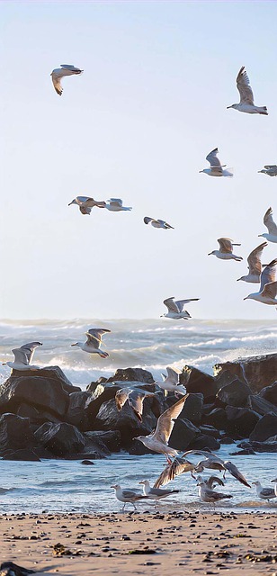Free Nature Bird photo and picture