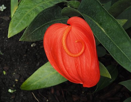 Free Anthurium Red photo and picture