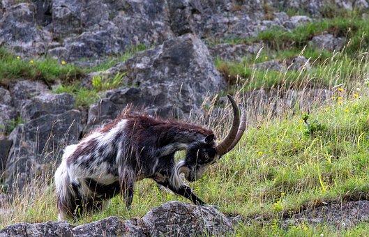 Capra De Munte, Animal, Viata Salbatica