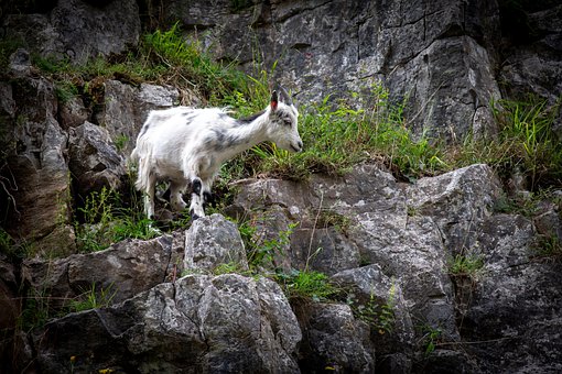 Capra De Munte, Abrupt