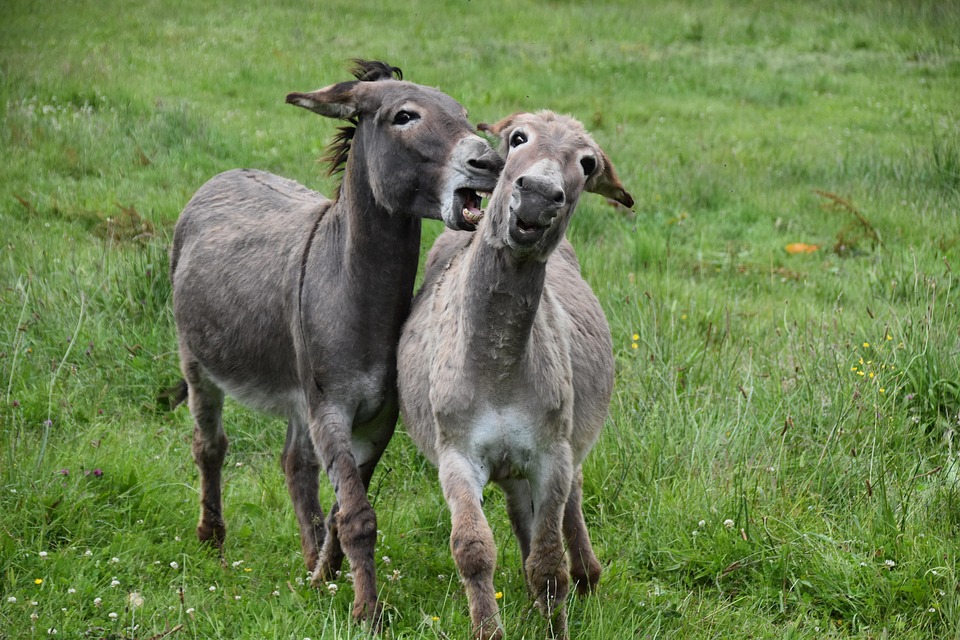 donkeys-7342459_960_720.jpg