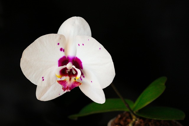 Free Orchid Flower photo and picture