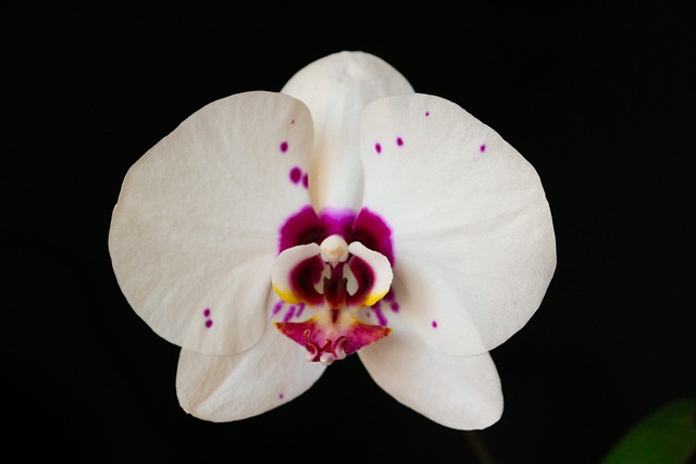 Free Orchid Botany photo and picture