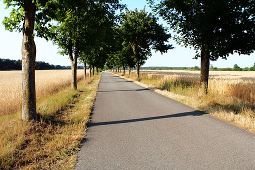 Vej, Allé, Sti, Himmel, Træ, Felter