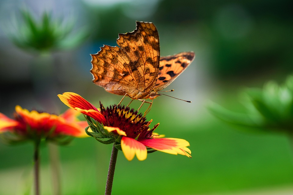butterfly-7342655_960_720.jpg