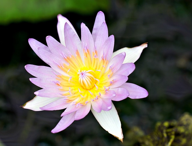 Lotus Flower Flora Free Photo On Pixabay lotus-flower-flora-free-photo-on-pixabay