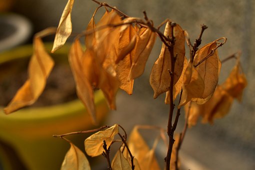 Free Leaves Dried Leaves photo and picture