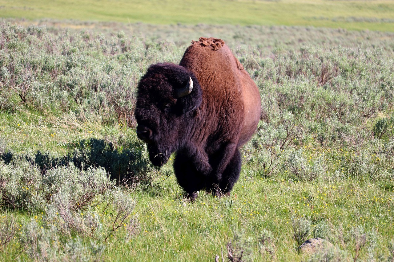 Wild Beastly West