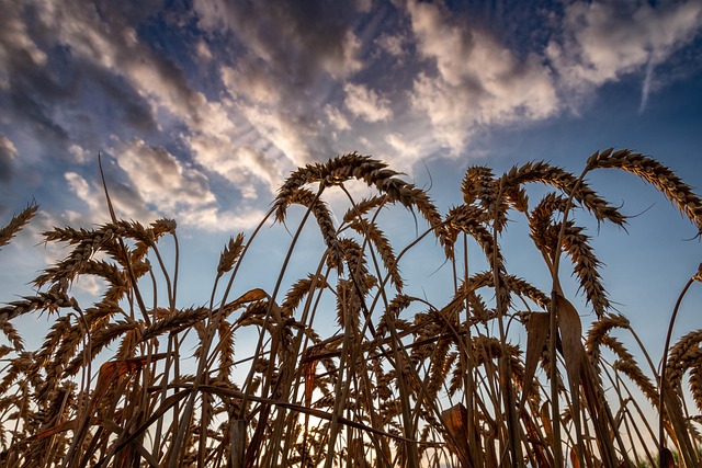 Free Sunset Wheat photo and picture