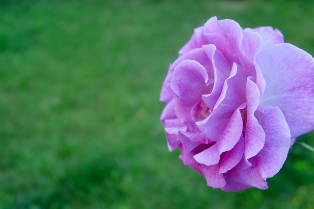Rose Purple Flower - Free photo on Pixabay