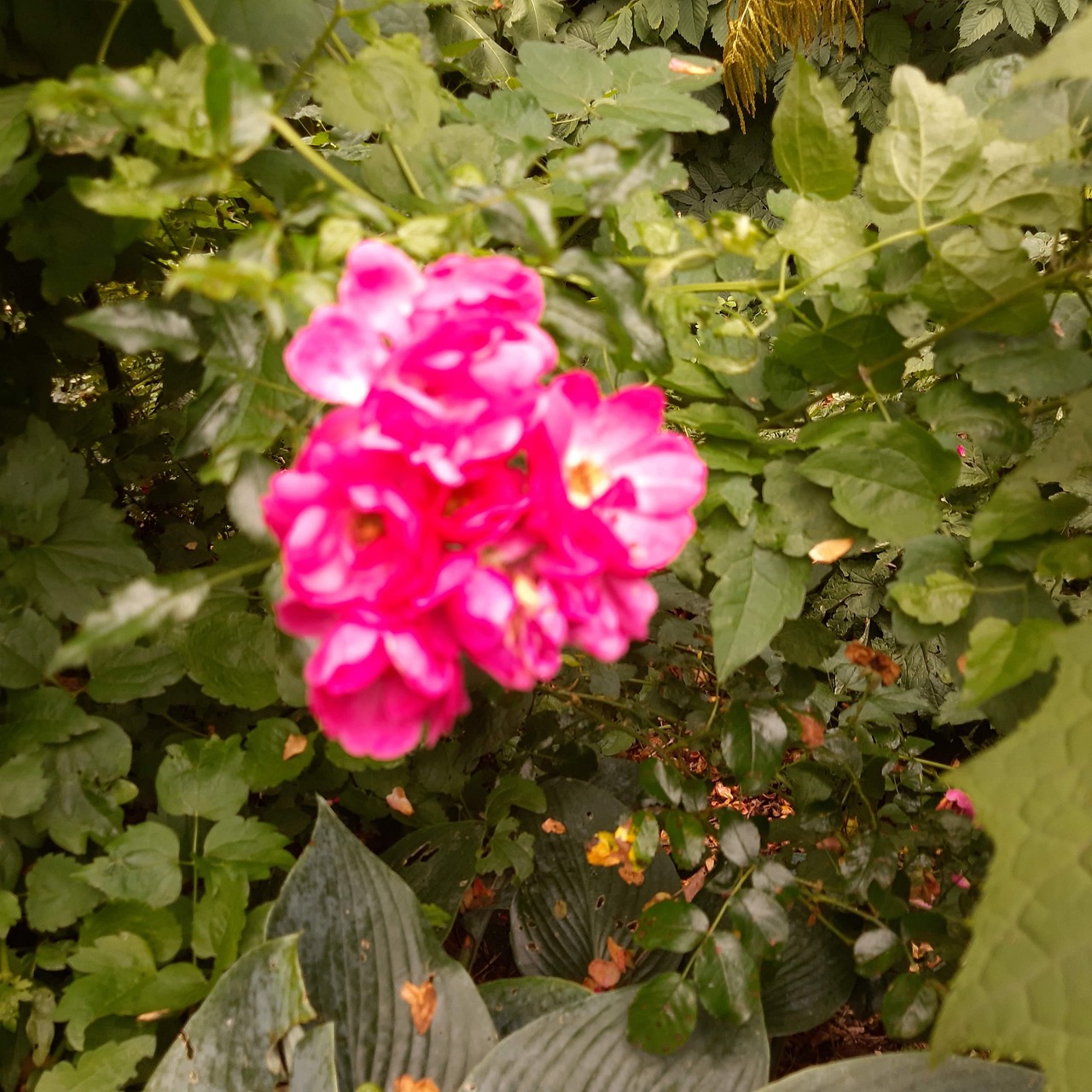 Rosa Flor Folhas - Foto gratuita no Pixabay - Pixabay